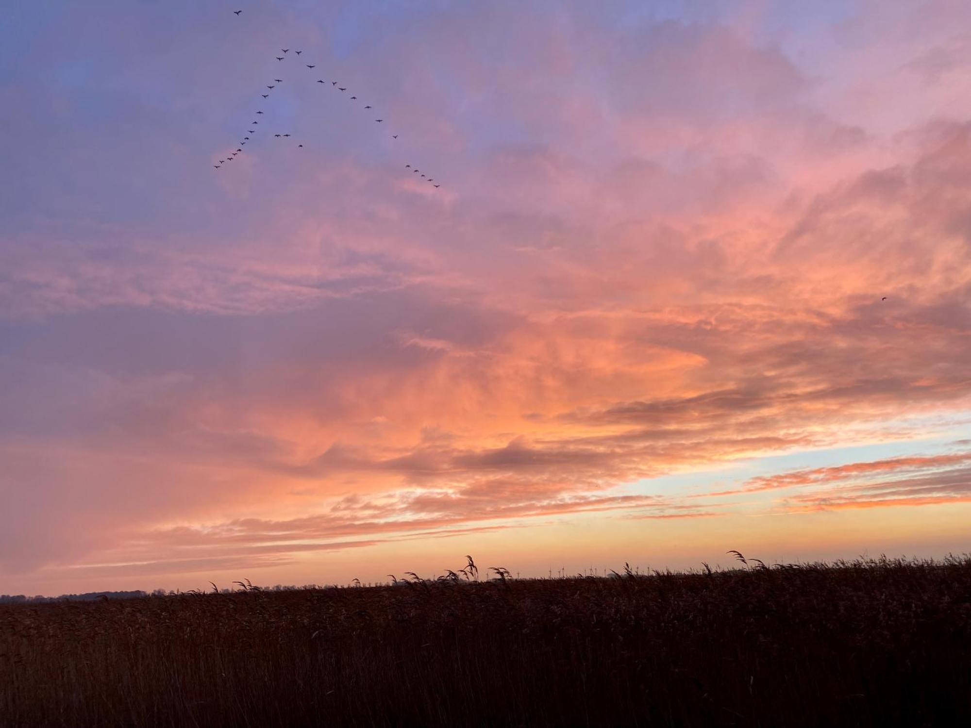 Deichkoje12 Direkt Am Eiderdeich Nur 7 Km Bis Zur Nordsee Und 20 Min Bis Sankt Peter Ording เทินนิง ภายนอก รูปภาพ