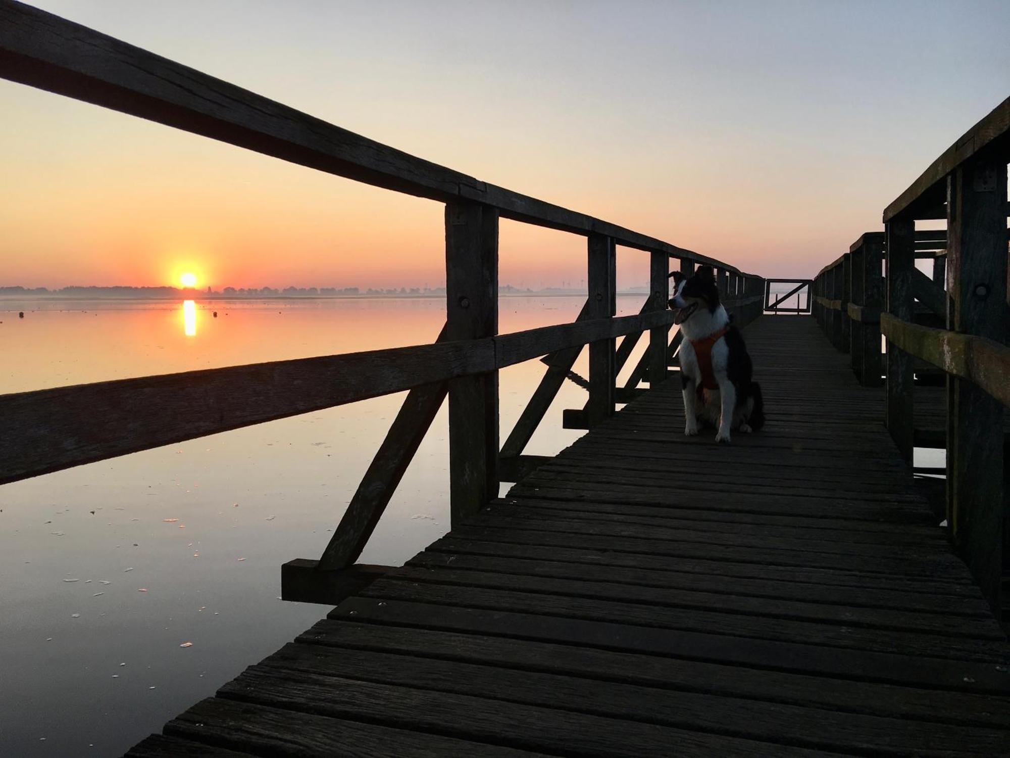 Deichkoje12 Direkt Am Eiderdeich Nur 7 Km Bis Zur Nordsee Und 20 Min Bis Sankt Peter Ording เทินนิง ภายนอก รูปภาพ